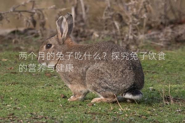 两个月的兔子吃什么？探究兔子饮食的营养与健康