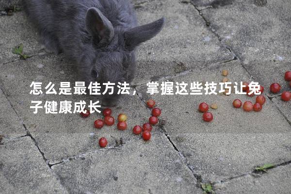 怎么是最佳方法，掌握这些技巧让兔子健康成长