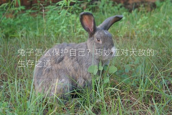 兔子怎么保护自己？巧妙应对天敌的生存之道