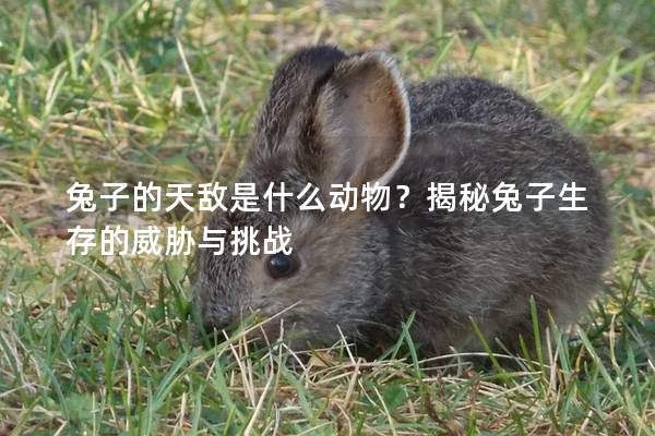 兔子的天敌是什么动物？揭秘兔子生存的威胁与挑战