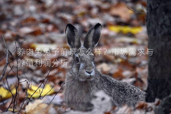 养肉兔兔子前景怎么样？市场需求与养殖利润分析