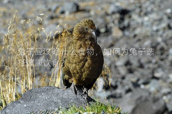 兔子应该吃什么食物，如何为兔子选择健康饮食？