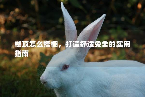 楼顶怎么搭棚，打造舒适兔舍的实用指南