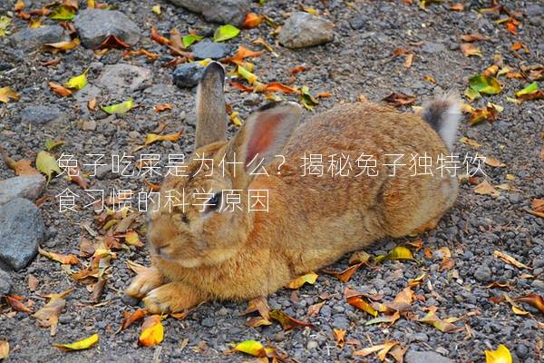 兔子吃屎是为什么？揭秘兔子独特饮食习惯的科学原因