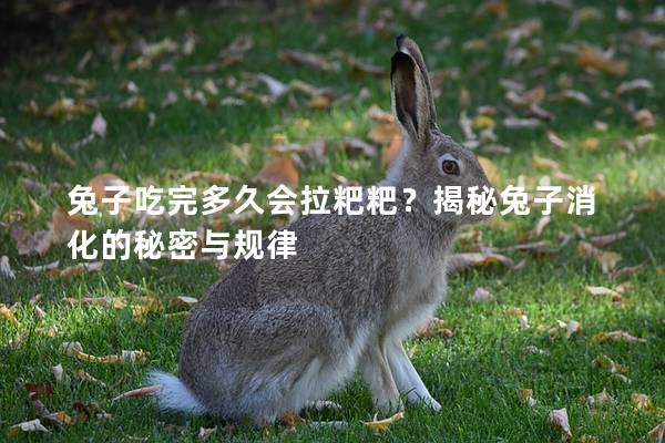 兔子吃完多久会拉粑粑？揭秘兔子消化的秘密与规律