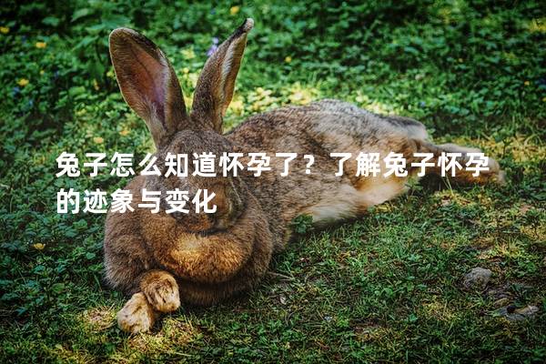 兔子怎么知道怀孕了？了解兔子怀孕的迹象与变化