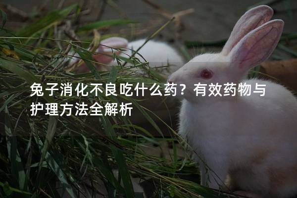 兔子消化不良吃什么药？有效药物与护理方法全解析