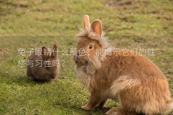 兔子眼睛什么颜色，能揭示它们的性格与习性吗？