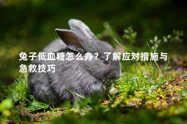 兔子低血糖怎么办？了解应对措施与急救技巧