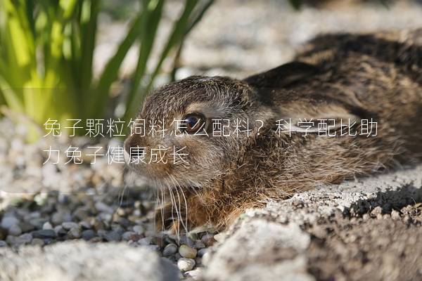 兔子颗粒饲料怎么配料？科学配比助力兔子健康成长