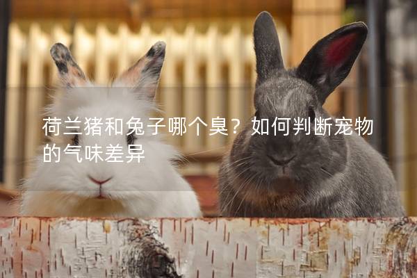 荷兰猪和兔子哪个臭？如何判断宠物的气味差异