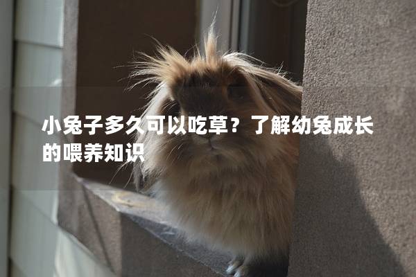 小兔子多久可以吃草？了解幼兔成长的喂养知识