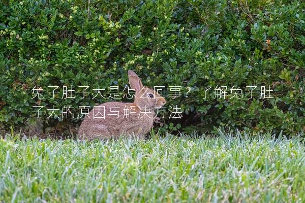 兔子肚子大是怎么回事？了解兔子肚子大的原因与解决方法