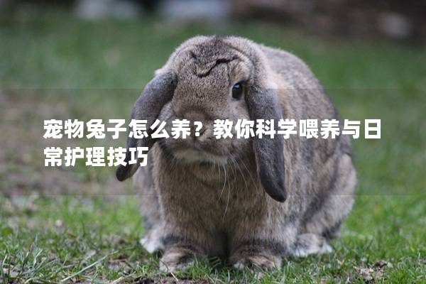 宠物兔子怎么养？教你科学喂养与日常护理技巧